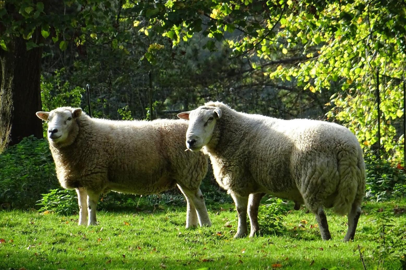 Aux Bois Dores De La Ferme De Sorval, Animaux De La Ferme, Fitness Selvigny Zewnętrze zdjęcie